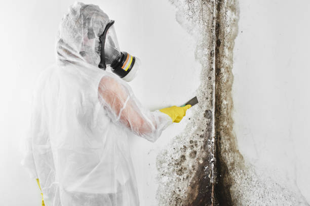 Best Certified Mold Removal  in Spearfish, SD