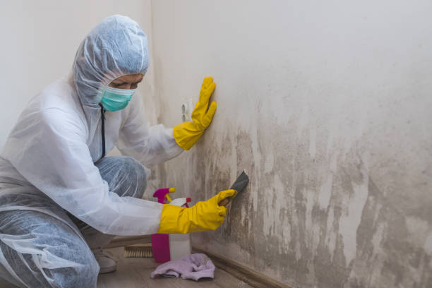 Best Black Mold Removal  in Spearfish, SD