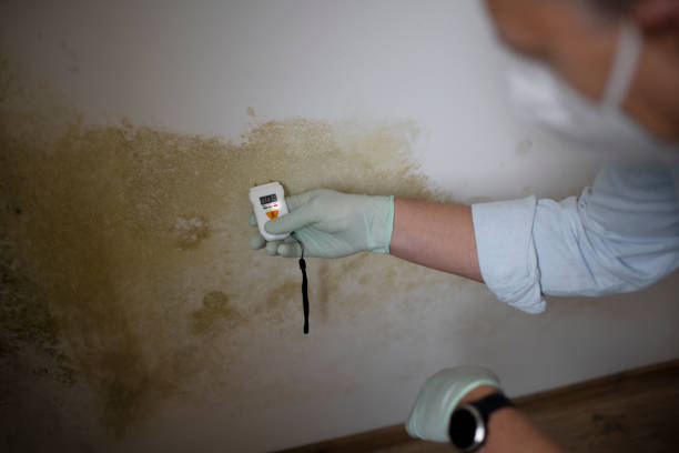 Best Mold Remediation  in Spearfish, SD