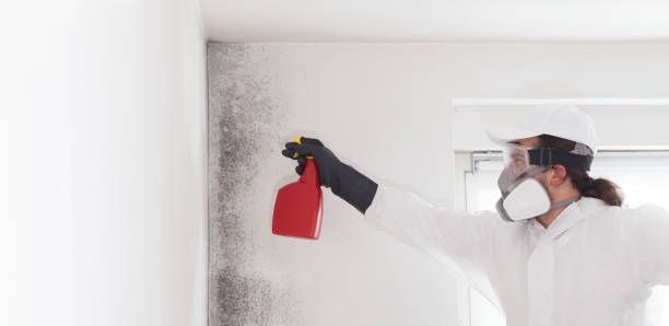 Best Mold Remediation  in Spearfish, SD