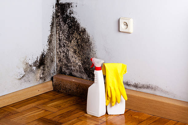 Best Professional Mold Removal  in Spearfish, SD