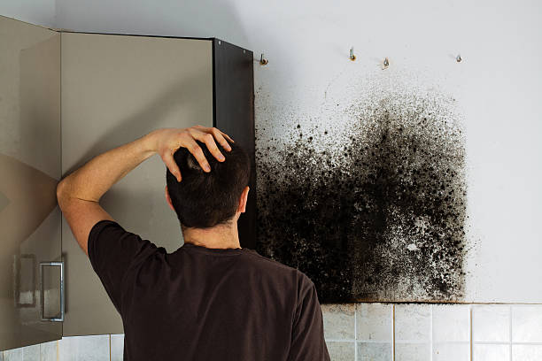 Professional Mold Removal in Spearfish, SD